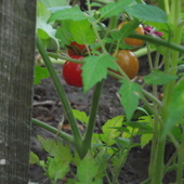miniaturki pomidorów