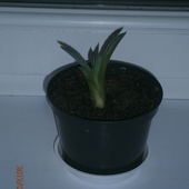 Mój Malutki Kaktusi