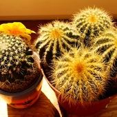 Moje Kaktusiki