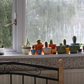 Moje kaktusowe okno :)...