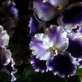 NN African Violets