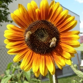 Pszczółki na słoneczniku.