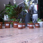 roślinki przesadzone, opisane, podzielone na 3 grupy :)