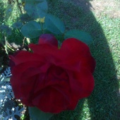 Róża 1
