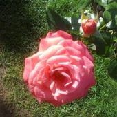Róża 2