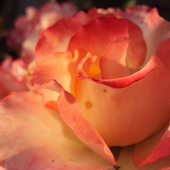 Róża o malinowym zapachu.