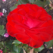 Róża, Róże - Ros