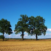 Wiekowe drzewa  w  szczerym polu  .