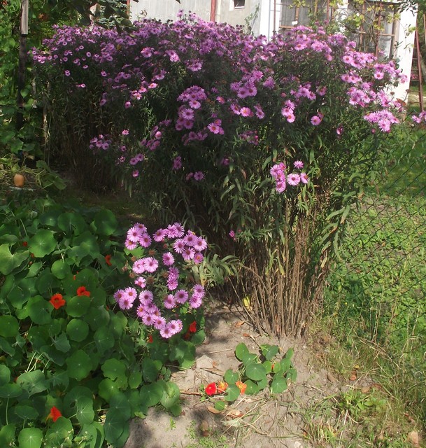 Astry Marcinki typowo jesienne kwiatki, już w pełnym rozkwicie