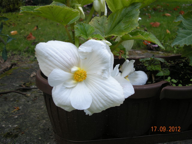 Begonia bulwiasta biała