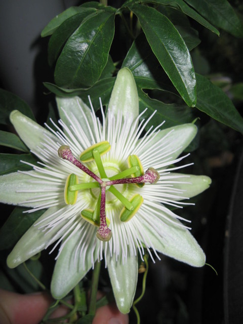 Biała passiflora