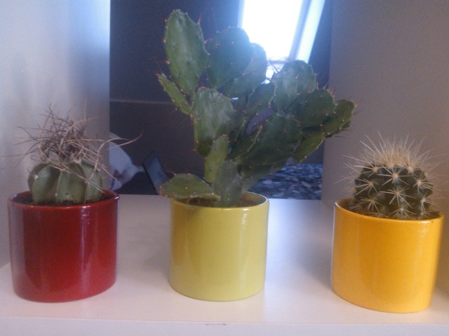były sobie kaktusy trzy :)