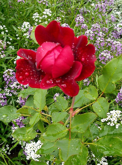 Dzisiaj dla Was różyczka z kropelkami deszczu :)