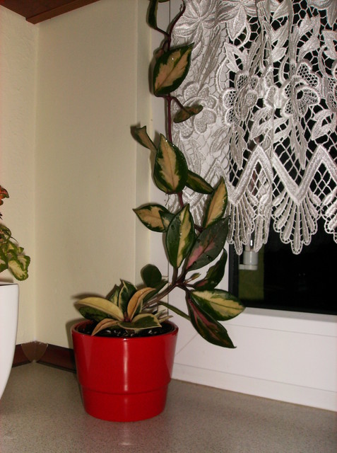 Hoya carnosa variegata i tricolor-wsadzone razem