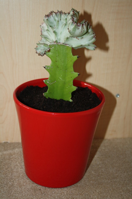 Jupiiiiiii Euphorbia lactea cristata :)