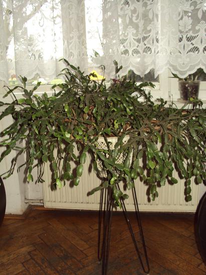 Kaktus Bożonarodzeniowy (Schlumbergera)