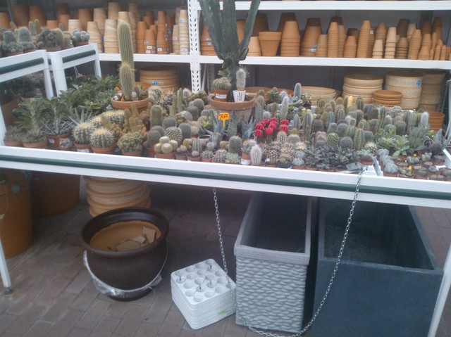 Kaktusowy raj ;)
