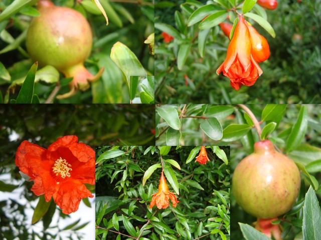 Kwiaty i owoce ''Punica Granatum''-Oranżeria Ogrodu Botanicznego w Wa-wie.
