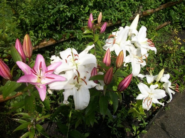 Lilie biale i rozowe