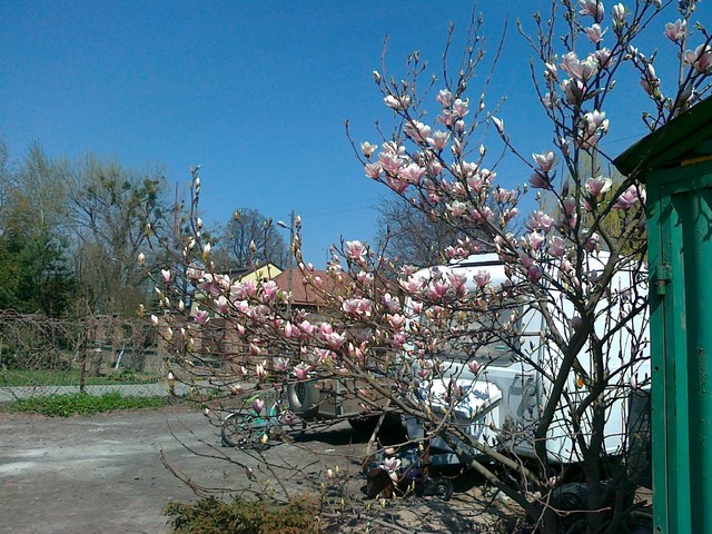moja magnolia w pelni kwitnienia