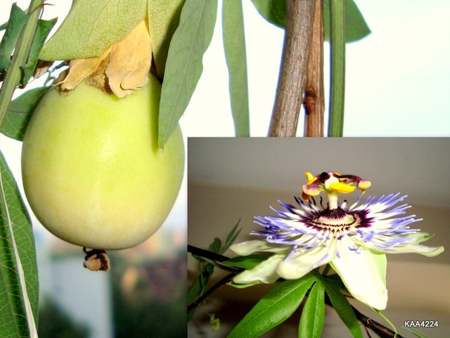 Moja passiflora i jej owocek.