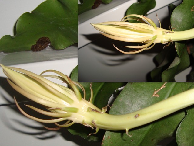 Moje Epiphyllum Oxypetalum zrobiło mi niespodziankę-będzie kwitło 3 raz.