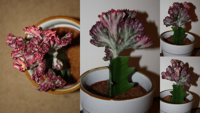 Moja cudna Euphorbia lactea cristata