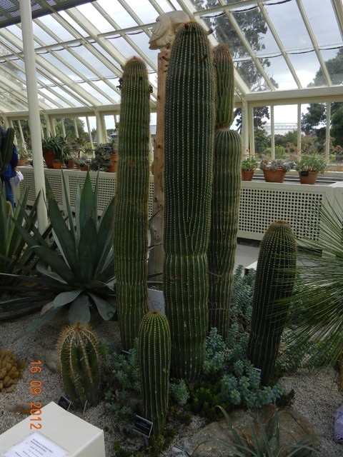 Odwiedziny w kaktusiarni