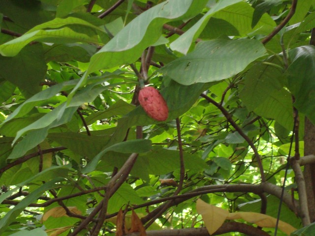 Owoc magnolii z Ogrodu Botanicznego w Wa-wie.