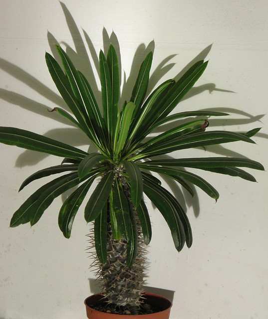 palma madagaskarska( Pachypodium lamerei)