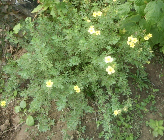 Pięciornik - Potentilla argyrophylla