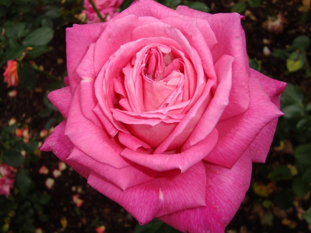 Róża z Ogrodu botanicznego . W-wa.