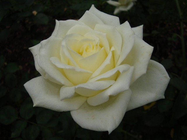 Róża z Ogrodu Botanicznego. W-wa.
