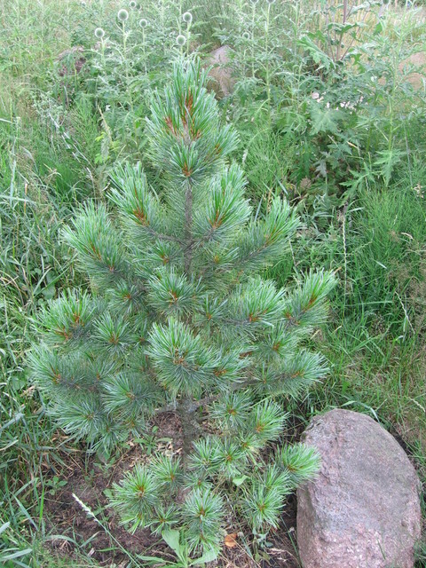 Sosna limba (Pinus cembra L.)