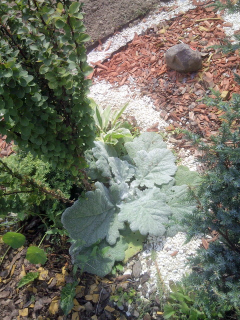Szałwia omszona - Salvia nemorosa