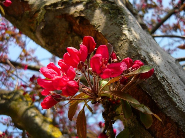 Tak wspniale kwitłyn drzewa we Francji 24.03.2012-Wspomnienie