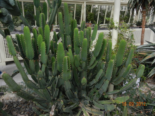 uroki kaktusów 1