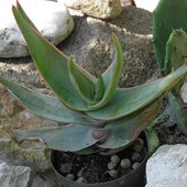 aloes 