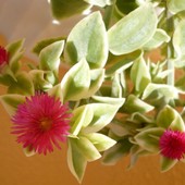 Aptenia cordifolia variegata