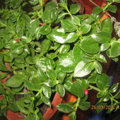 Aptenia cordifolia