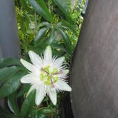 Biała passiflora