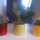 były sobie kaktusy trzy :)