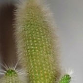 Chyba jedyny kaktus w mojej kolekcji ...   Cleistocactus straussii