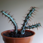  Euphorbia Aeruginos