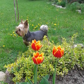 Gucio i tulipany