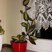 Hoya carnosa variegata i tricolor-wsadzone razem