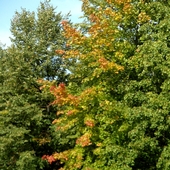 Jesień ma swoje uroki, w słońcu się barwami mieni....