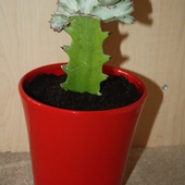 Jupiiiiiii Euphorbia lactea cristata :)