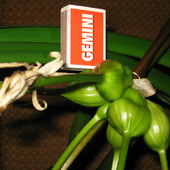 Krynia azjatycka ( Crinum asiaticum)