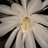Kwiat Epiphyllum Oxypetalum. Queen of Night-Królowa Nocy.